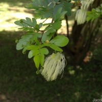 Thailentadopsis nitida (Vahl) G.P.Lewis & Schrire